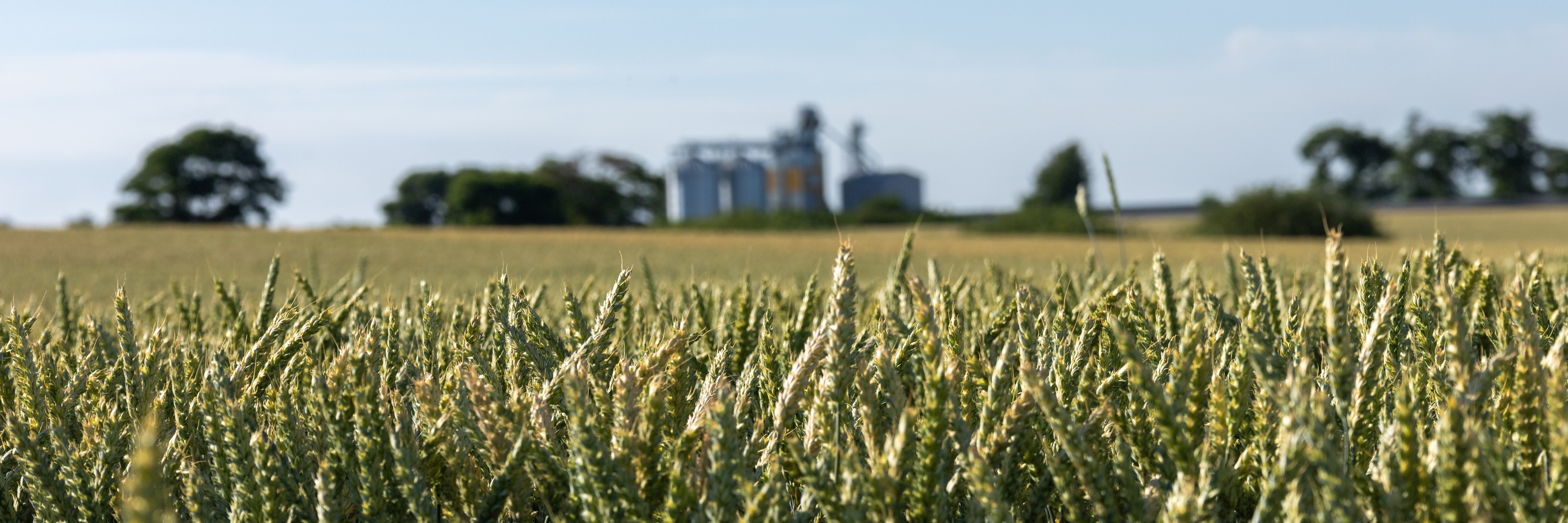 Wheat heads in the foreground of a prairie field, grain silos on the horizon under a clear sky.