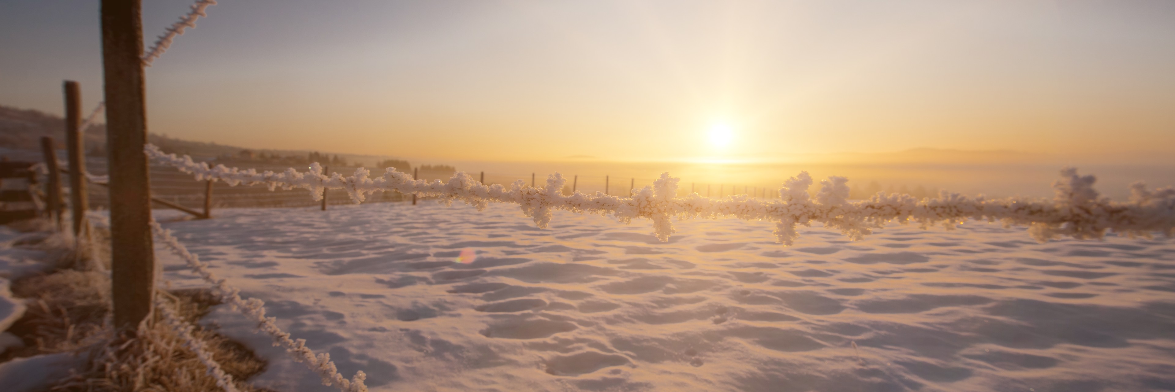 Frost on prairie grass at first light